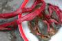 记者探秘海鲜市场:一只青蟹绑31米绳