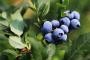 重要发现！蓝莓或能有效促进宫颈癌的治疗！