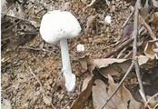白白嫩嫩的蘑菇也有毒！  深圳多人误食仍在抢救