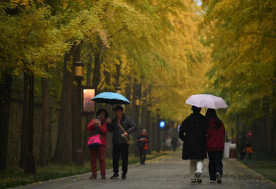 满眼都是金黄色！随镜头体验北京秋季的美好