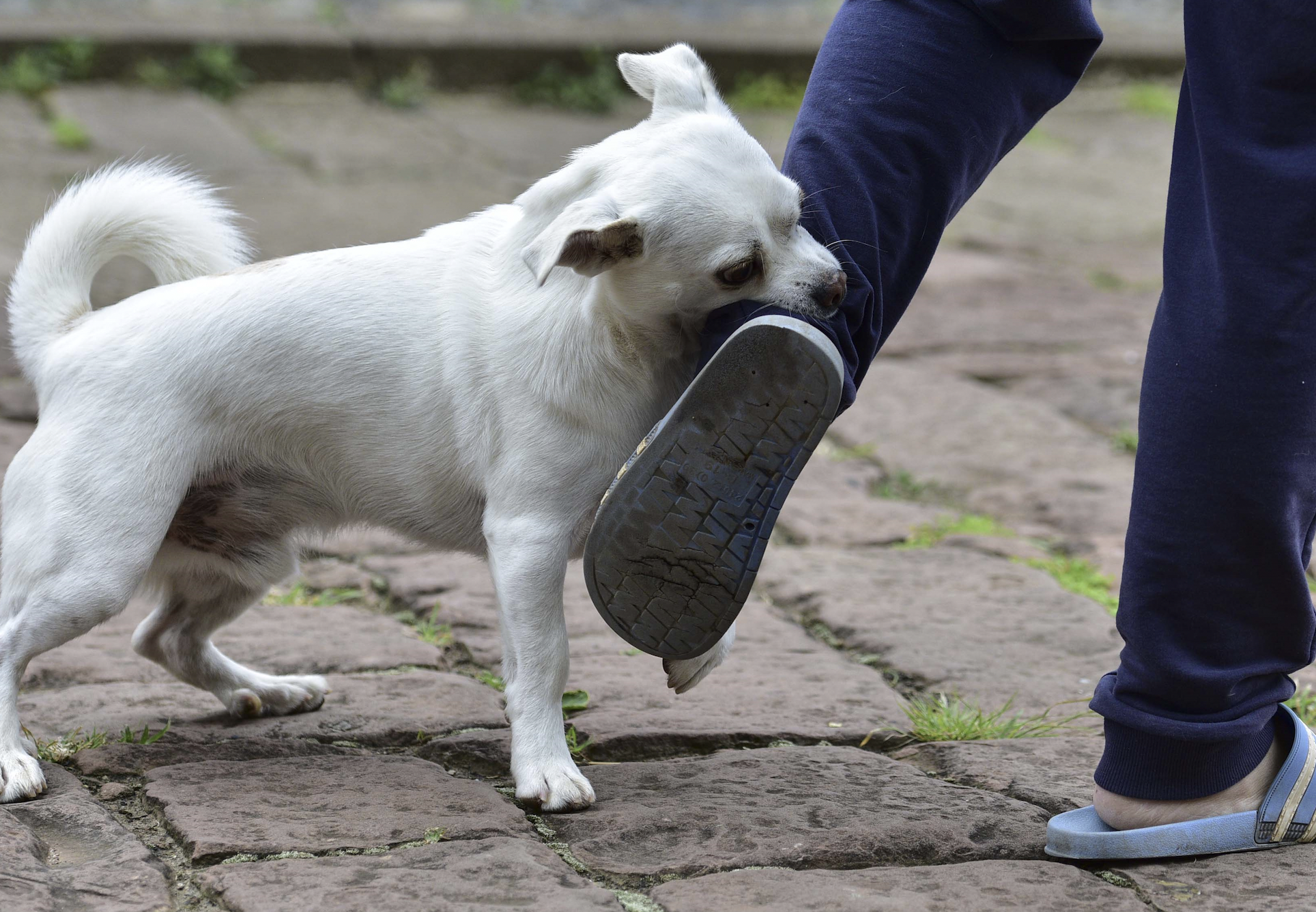 我国人间狂犬病发病数实现16年连续下降