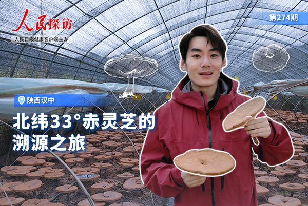 北纬33°赤灵芝的溯源之旅